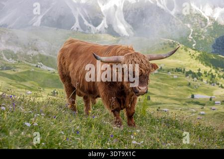 Shaggy Hochlandvieh steht ruhig auf einer üppigen Bergwiese, umgeben von einer dramatischen Bergkulisse. Stockfoto