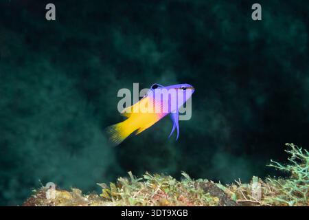 Royal Gramma (Gramma loreto) am Coral Reef, Roatan, Honduras Stockfoto