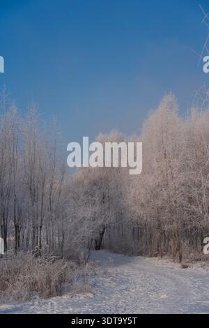 Wunderschöne Winterlandschaft mit Laubbäumen bedeckt mit weißem Reimeis und Schnee vor einem hellblauen Himmel. Stockfoto