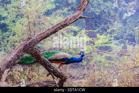 Peacock, der Nationalvogel Indiens, wird im Keoladeo National Park in Rajasthan, Indien, gefangen und zeigt lebendiges Gefieder in natürlicher Umgebung. Stockfoto