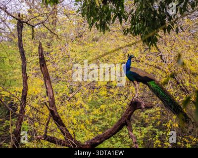 Der indische Nationalvogel, der Pfau, zeigt sein lebendiges Gefieder inmitten der Tierwelt des Keoladeo National Park in Bharatpur, Rajasthan, Indien. Stockfoto