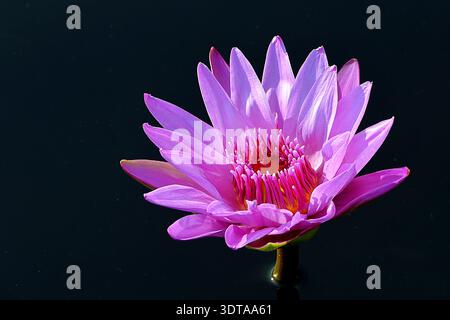 Die leuchtende magentafarbene tropische Seerose (Nymphaea) blüht isoliert auf einer dunklen, stillen Wasseroberfläche und hebt ihre zarten Blütenblätter und ihre Mitte hervor. Stockfoto