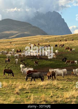 Herde von Kühen und Pferden, die auf der Almweide mit dramatischen Bergen und Wolken im Hintergrund weiden, Gran Sasso Nationalpark, Abruzzen, Italien. Stockfoto
