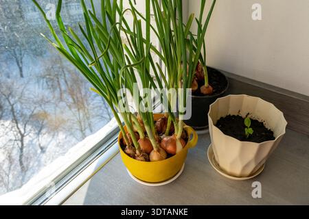 Blick aus einem Hochwinkel auf einen Garten auf einer Fensterbank mit grünen Zwiebeln und einem kleinen Basilikumsprossen. Helles natürliches Licht zur Beleuchtung von Zimmerpflanzen in W Stockfoto