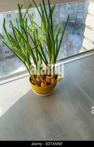 Minimalistische Zusammensetzung aus grünen Zwiebeln in einem gelben Plastikbecher auf einer grauen Fensterbank. Diagonalperspektive mit weichem Tageslicht und Winter City bl Stockfoto