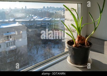 Grüne Zwiebeln in einem Behälter am Fenster mit verschwommenem urbanem Hintergrund. Sonnenlicht beleuchtet die jungen Sprossen am Morgen Stockfoto