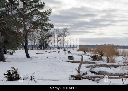 Eine ruhige Winterlandschaft mit einer schneebedeckten Küste mit verwitterten umgestürzten Bäumen und einem dichten Kiefernwald unter einem bewölkten Himmel. Stockfoto