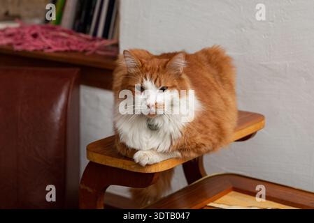 Ein langhaariger Ingwer und eine weiße Katze liegen in einer Laibposition auf einem gebogenen Holzstuhl und blicken auf die Kamera. Die gemütliche Inneneinrichtung umfasst eine Stockfoto
