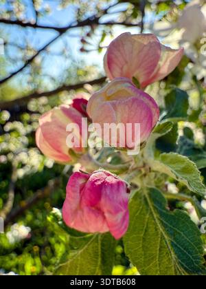 Apfelbaum blüht im Frühjahr mit rosa Blütenknospen Stockfoto
