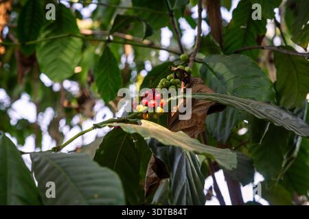 Reife rote Kaffeekirschen und grüne Bohnen wachsen auf einem Zweig eines Coffea arabica-Baumes vor einem klaren blauen Himmel auf einer tropischen Plantage. Stockfoto