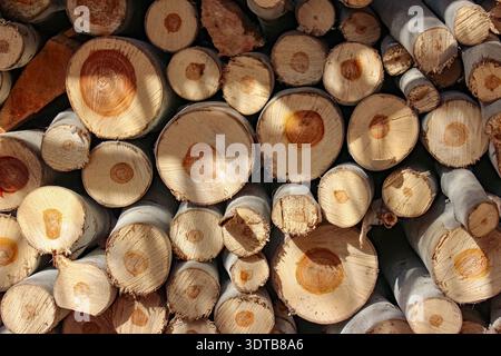 Diese Nahaufnahme eines ordentlich gestapelten Stapels von Baumstämmen. Die kreisförmigen Schnitte zeigen detaillierte Jahresringe und dunkleres Kernholz, das ein natürliches rustikales Muster erzeugt. Stockfoto