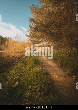Ein ruhiger, sonnendurchfluteter Waldweg mit warmen Herbsttönen. Das sanfte Licht der Sonne erzeugt ein wunderschönes Licht, wenn es durch die Bäume bricht und leuchtet Stockfoto
