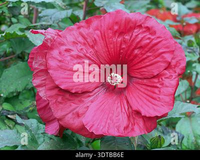 Leuchtende scharlachrote Blüte einer Sumpfrosenmalve (Hibiscus moscheutos) in einem Sommergarten mit massiven, zarten Rüschenblättern. Stockfoto