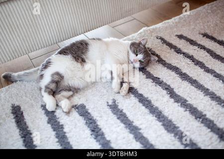 Weiße und graue Katze, die sich zu Hause auf dem Teppich liegend und gemütlich fühlt. Haustiere, die sich im Wohnzimmer entspannen Stockfoto