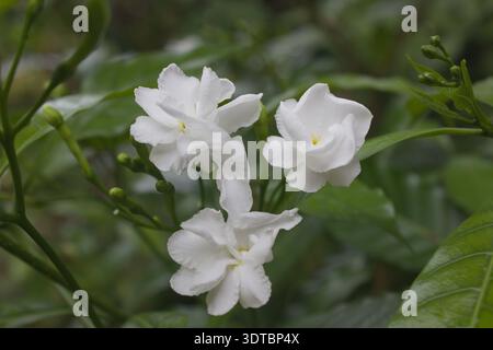 Weiße jasminartige Blüten blühen zwischen grünen Blättern, Nahaufnahme im natürlichen Licht Stockfoto