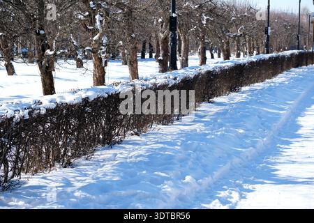 Eine ruhige Winterszene mit schneebedeckten Hecken entlang eines ruhigen Weges. Stockfoto