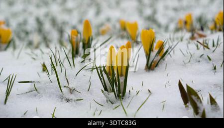 Krokusblüten erscheinen durch den Schnee auf einem Feld im frühen Frühling in einem Garten Stockfoto