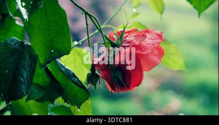 Rote Rose blüht auf einem grünen Stamm in einem Garten nach Regen im Frühling Stockfoto