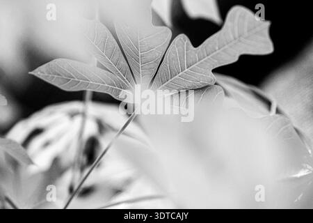Das feine monochrome Makro eines Blattes mit sichtbaren Adern und sanfter Beleuchtung sorgt für ein minimales und elegantes botanisches Muster für die moderne Inneneinrichtung im dezember Stockfoto