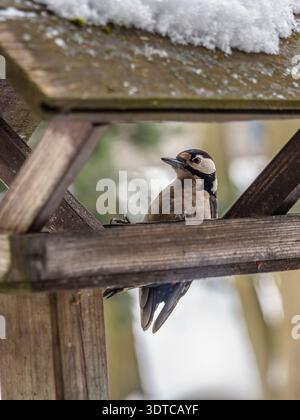 Ein toller Spotspecht sitzt in einem rustikalen Holzvogelfutter mit Schnee auf dem Dach, eingerahmt von sanften Winterbokeh und gedämpften Gartentönen, evoki Stockfoto