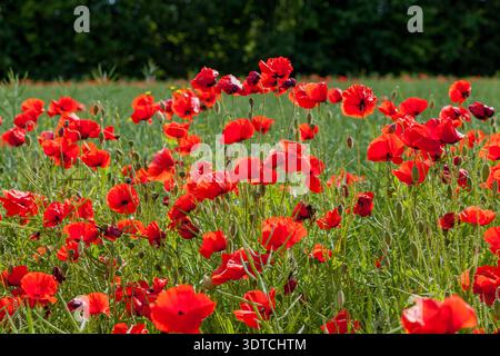 Ein lebhaftes Feld mit leuchtend roten Mohnblumen in voller Blüte, mit zarten Blütenblättern und Stämmen, die über üppiges Gras verteilt sind und von dichtem grünem Gras unterlegt sind Stockfoto