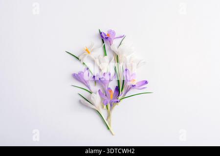 Violette und weiße Krokusblüten auf weißem Hintergrund. Federkonzept. Draufsicht, flach. Stockfoto