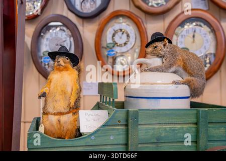 Arkansas, 21. September 2024 - zwei Eichhörnchen mit schwarzen Cowboyhüten sitzen auf einer Keramikkkanne und stehen in einem grünen Holzwagen vor einem Hintergrund Stockfoto