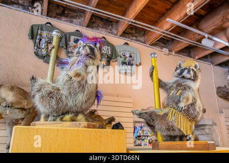 Arkansas, 21. September 2024 - zwei Waschbär-Präparate in bunten Kostümen mit glitzernden Mikrofonen auf Holzsockeln. Stockfoto