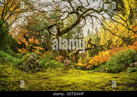 Ein Baum mit Moos, der auf ihm wächst, ist von einem üppigen grünen Feld umgeben. Das Bild hat eine friedliche und ruhige Stimmung, mit dem Baum, der hoch steht und stolz darauf ist Stockfoto