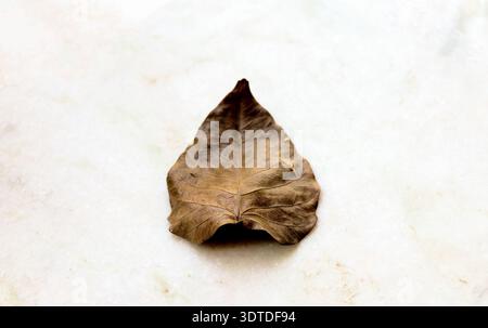 Detaillierte Nahaufnahme eines einzelnen trockenen braunen Blattes mit sichtbaren Adern, das unter hellem Sonnenlicht auf einer hellen Oberfläche liegt und einen Schatten wirft Stockfoto