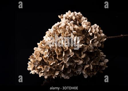 Getrocknete Hortensie-Blüten bilden ein detailliertes, strukturiertes Muster vor dunklem Hintergrund, das Konzepte des Verfalls, des Herbstes, des Naturzyklus, Stockfoto