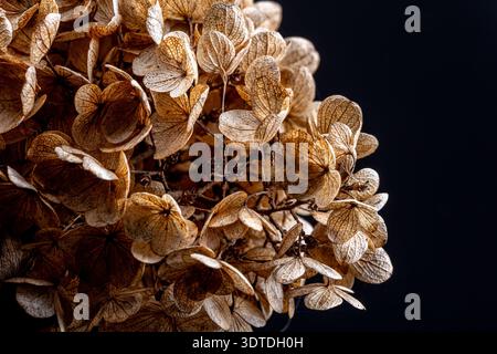 Getrocknete Hortensie-Blüten bilden ein detailliertes, strukturiertes Muster vor dunklem Hintergrund, das Konzepte des Verfalls, des Herbstes, des Naturzyklus, Stockfoto