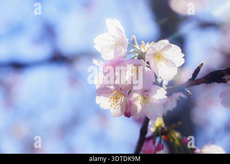 Ronda, malaga, spanien Kirschblüten mit sanften rosa Blüten und gelben Staubblättern, Sonnenlicht beleuchtet sanfte Details vor einem klaren blauen Himmel, si Stockfoto
