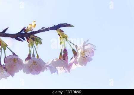 Ronda, malaga, spanien zarte rosafarbene Sakura-Blüten, die auf einem Baumzweig blühen, schaffen eine schöne Frühlingsszene mit einem klaren blauen Himmel Hintergrund, Sym Stockfoto