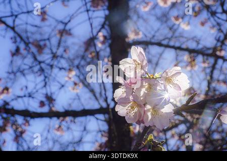 Ronda, malaga, spanien Kirschblüten, die mit zarten rosa Blüten platzen. Von einer hellen Sonne hinterleuchtet, die einen Sterneneffekt erzeugt. Mit einem klaren bl Stockfoto
