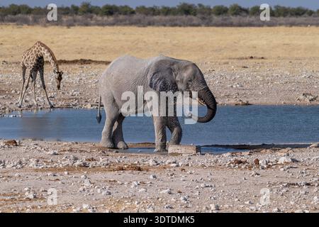 Teleaufnahmen eines riesigen afrikanischen Elefanten - Loxodonta Africana - und einer angoleanischen Giraffe - Giraffa Giraffa angolensis - beim Spaziergang in der Nähe eines Wasserlochs im Etosha-Nationalpark, Namibia. Stockfoto