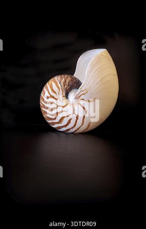 Chambered Nautilus Muschel Nautilus pompilius pompilius auf schwarzem Hintergrund Stockfoto