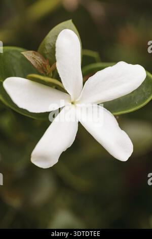 Weiße Jasminblüte blüht im Frühjahr an einem Heckenstrauch in einem botanischen Garten Stockfoto