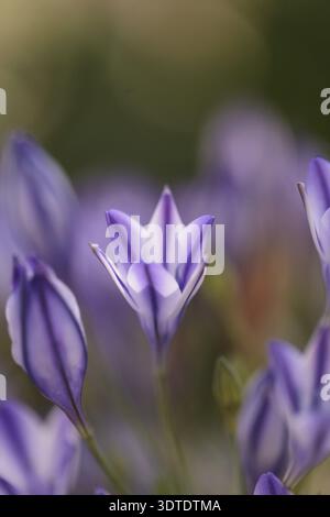Im Frühling blühen die violetten blauen Agapanthus-Blüten auf einem grünen Hintergrund in einem botanischen Garten Stockfoto