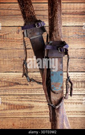 Antike Holzskier mit Lederbindungen vor rustikalem Holzhintergrund Stockfoto