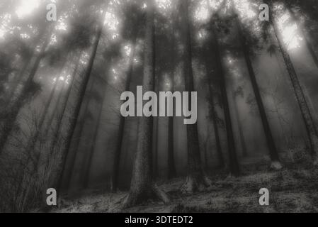 Moody Nadelwald in dichtem Nebel mit hohen Stämmen und leichtem Schnee bedeckt den Boden. Kalte winterliche Waldatmosphäre mit dramatischem Licht, Tiefe und Stockfoto
