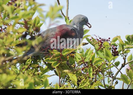 Ringtaube, Columba palumbus, frist Holunderbeeren, Burbach Nordrhein-Westfalen Stockfoto