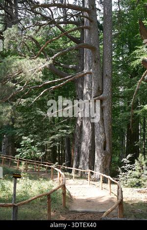 Alte Pinus laricio-Bäume, bekannt als Sila-Riesenbäume, entlang eines Holzweges im Fallistro-Naturreservat, Sila-Nationalpark, Kalabrien, Italien. Stockfoto