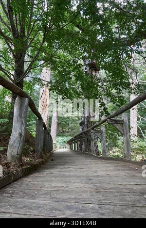 Alte Pinus laricio-Bäume, bekannt als Sila-Riesenbäume, entlang eines Holzweges im Fallistro-Naturreservat, Sila-Nationalpark, Kalabrien, Italien. Stockfoto