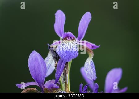 Sibirische Iris (Iris sibirica) blüht am Pfäffikonsee in der Schweiz Stockfoto