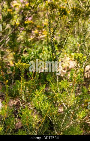Natürliches Nahaufnahme blühendes Pflanzenporträt der herrlich hellen Cooloumia Verticordia, die im Kings Park und im Botanischen Garten Perth, Australien, blüht Stockfoto
