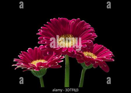 Drei rote Gerbera-Blüten stehen in hohem Kontrast vor schwarzem Hintergrund, Gerbera (Gerbera jamesonii), Makrofoto, Blume, Amberg, Neumarkt, Stockfoto