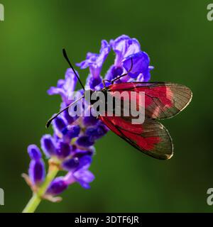 Ein bunter Schmetterling sitzt auf einer leuchtend violetten Blume, Thymian Orchid (Zygaena purpuralis), Makrofoto, Schmetterling, Motte, Amberg, Neumarkt, Oberer Pa Stockfoto