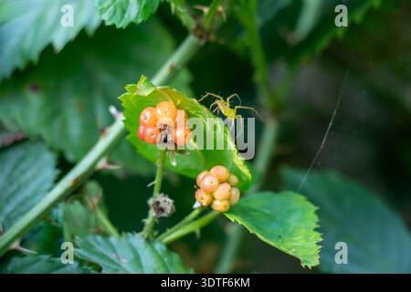 Reifende brombeeren bilden sich in warmen Pfirsichtönen und bernsteinfarbenen Tönen, die von Grün zu Schwarz wechseln, während eine getarnte grüne Peucetia viridans auf einem Ser thront Stockfoto