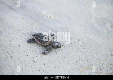 Hatchling" Baby Meeresschildkröten Caretta caretta Aufstieg aus dem Nest und ihren Weg zum Meer in der Dämmerung auf Clam Pass Strand in Naples, FL machen Stockfoto